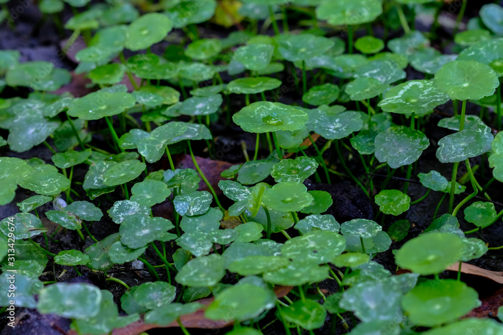 Asiatic Leaves - Green Leaf on dark black background, Water drop on Asiatic pennywort, Centella asiatica, Medical herb concept, natural green plants under sunlight using for background or wallpaper.