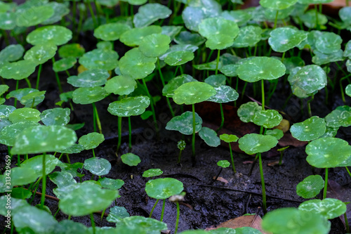 Asiatic Leaves - Green Leaf on dark black background, Water drop on Asiatic pennywort, Centella asiatica, Medical herb concept, natural green plants under sunlight using for background or wallpaper.