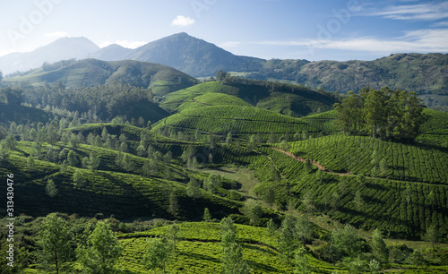 Beautiful tea plantation landscape in the morning. 