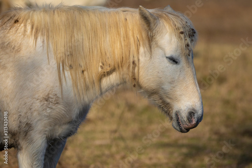Fototapeta Naklejka Na Ścianę i Meble -  Caballo camargués (Equus ferus caballus) en el Parque Natural dels Aiguamolls de l'Empordà, Castelló d'Empúries, Baix Empordà, Girona. Catalunya.