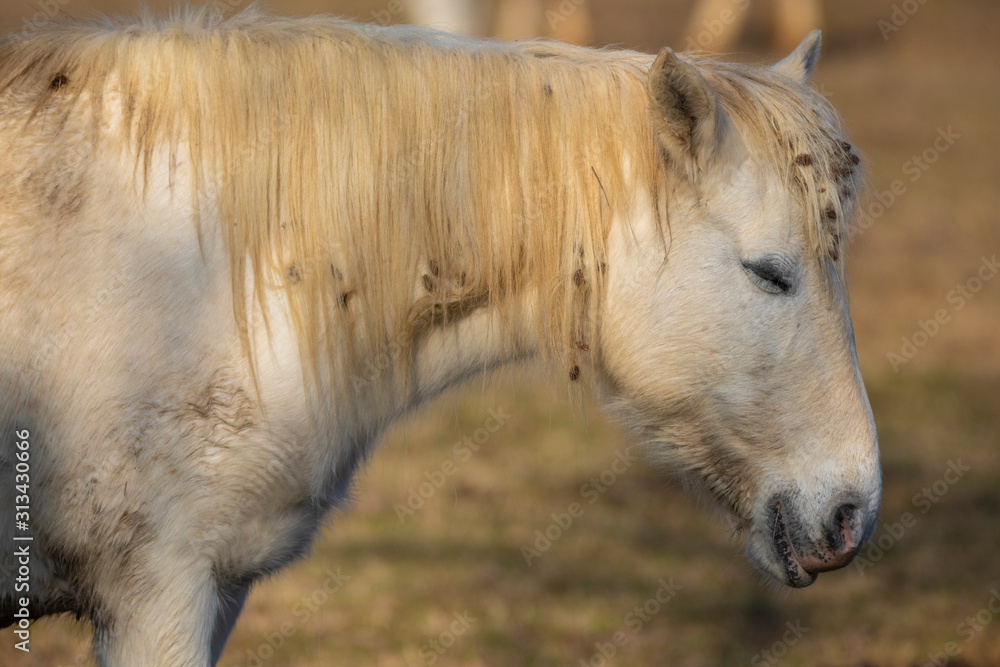 Fototapeta premium Caballo camargués (Equus ferus caballus) en el Parque Natural dels Aiguamolls de l'Empordà, Castelló d'Empúries, Baix Empordà, Girona. Catalunya.