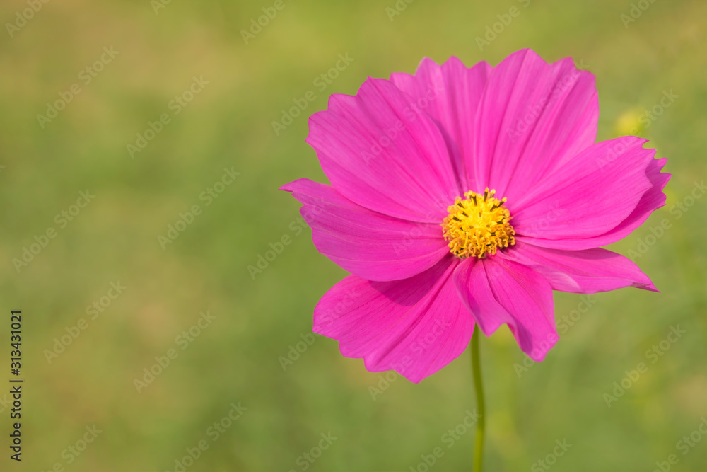 Close-up of beautiful single cosmos flower with blurred background Close-up of beautiful single cosmos flower with blurred background