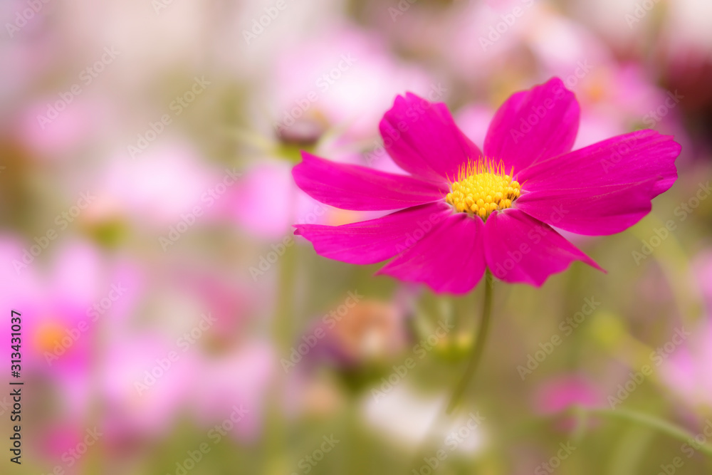 Close-up of beautiful cosmos flower with blurred background Close-up of beautiful cosmos flower with blurred background
