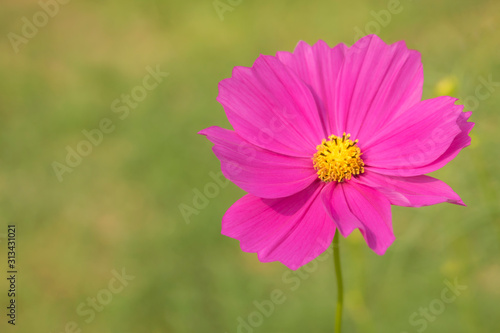 Close-up of beautiful single cosmos flower with blurred background