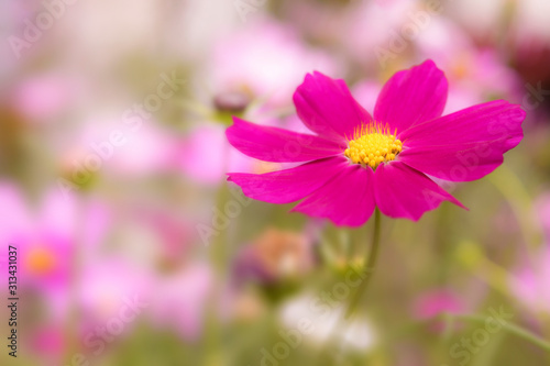 Close-up of beautiful cosmos flower with blurred background