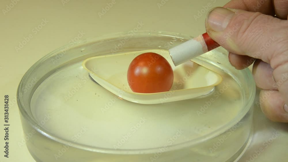 Demonstration of diamagnetism, a small untampered tomato floats in a small Demonstration of diamagnetism, a small untampered tomato floats in a small