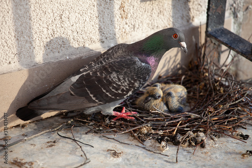 Adult pigeon and a small hatched pigeon chick in a nest of branches on the balcony of the house