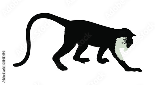 Langur Monkey vector isolated on white background. Red-shanked Douc (Pygathrix nemaeus). Yellow face Shin shin Named lemur. 
