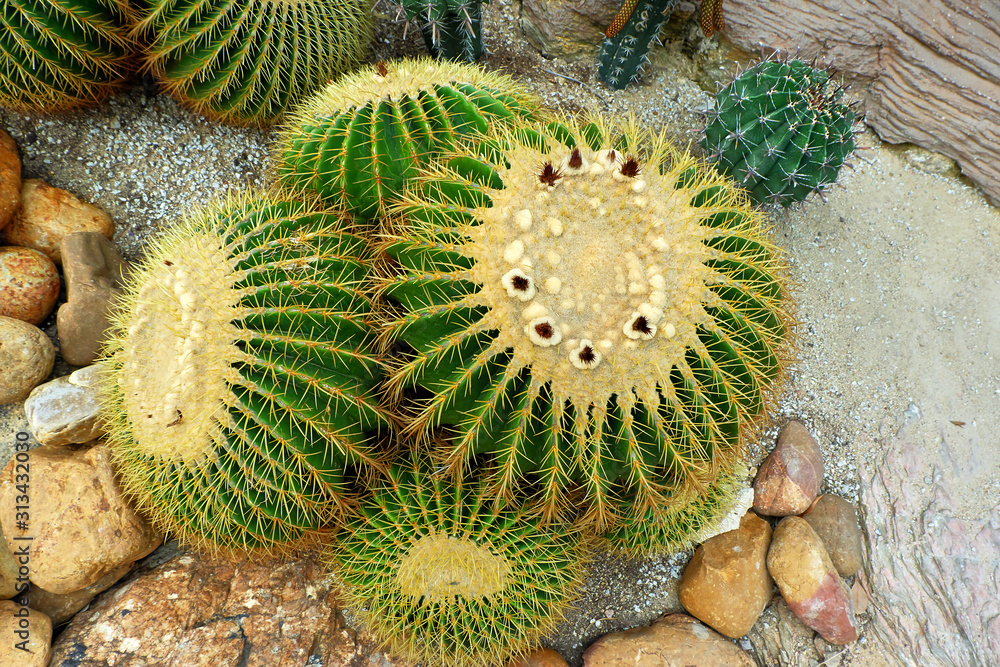 Round cacti Round cacti