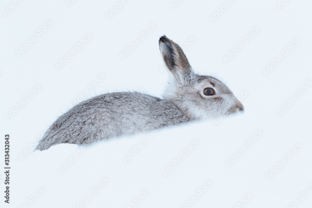 Obraz premium wintering mountain hare