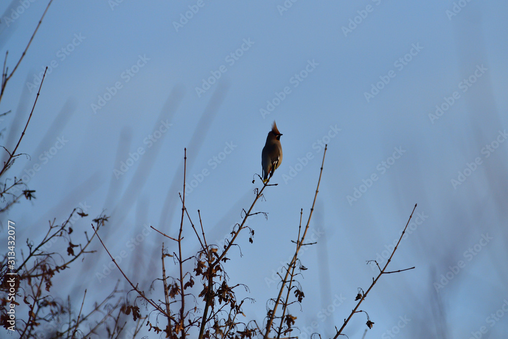 Fototapeta premium The bohemian waxwing on the branch with berries fruits in the late evening