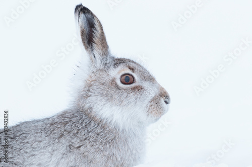Photo wintering mountain hare