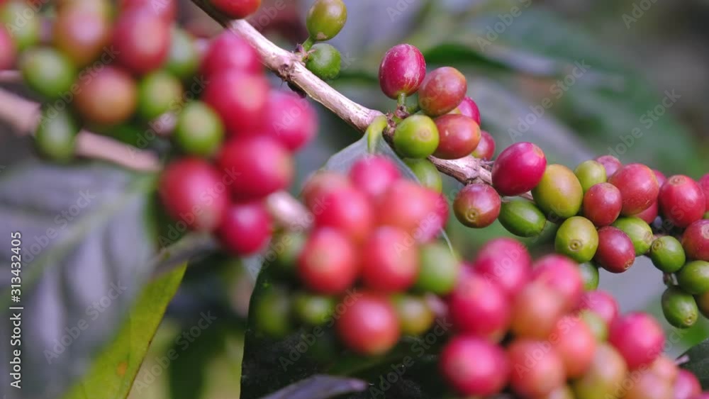 4k slider shot.Organic Arabica coffee beans on coffee tree branch. 4k slider shot.Organic Arabica coffee beans on coffee tree branch.