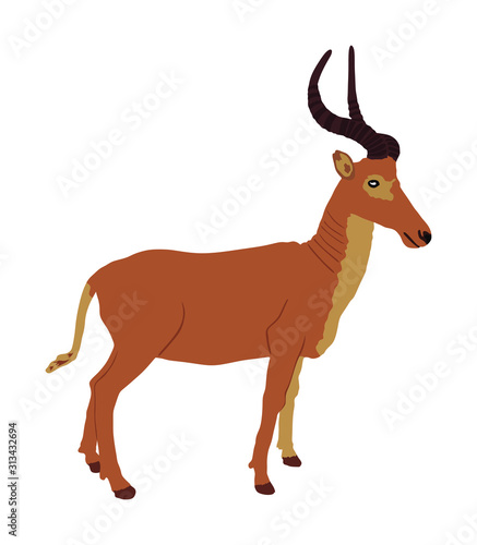 Impala vector illustration isolated on white background. African antelope portrait. Safari attraction. © dovla982