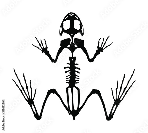 Frog skeleton vector silhouette isolated on white background. Animals anatomy. zoology, anatomy of amphibian. Education archaeology. Frog body parts, toad skeleton structure.
