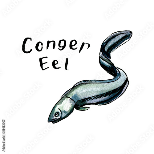 Conger eel watercolor illustration