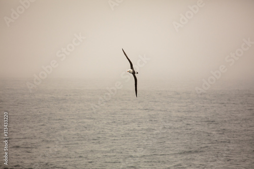 Black Browed Albatross in flight over the Southern Ocean 