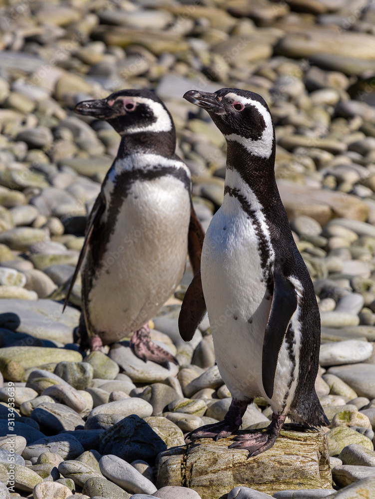 Naklejka premium Magellenic penguins, Falkland Islands