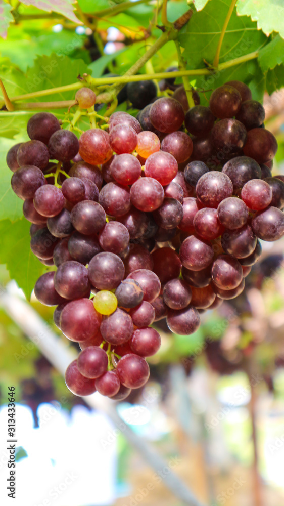 Red grapes in the gardenThai grapes vineyard, Red grapes in the gardenThai grapes vineyard,