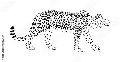 Leopard vector illustration isolated on white background. Wild cat in hunt lurking pray. Panther symbol. Silent predator  attraction in zoo park. Big wild cat from Africa and Asia. Lonely carnivore.