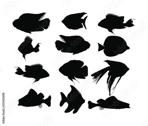 Aquarium exotic fish silhouette vector collection, under water world. Oscar fish isolated on white background. Coral reef Pisces. Colorful fish. Zebrasoma yellow tag, Angel fish, red parrot, clown.