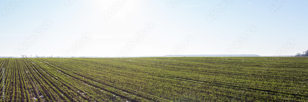 Agriculture. Young sprouts of an agricultural crop but a field on a sunny day, ecology, own production, clean nutrition Agriculture. Young sprouts of an agricultural crop but a field on a sunny day, ecology, own production, clean nutrition