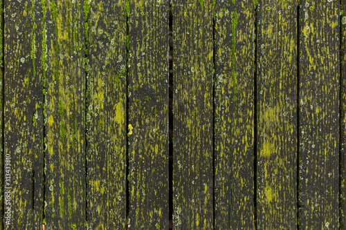 Background from old wooden boards covered with green moss.