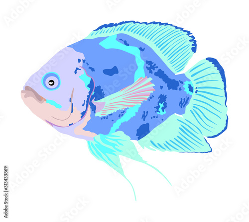 Oscar fish vector illustration isolated on white background. Aquarium fish, exotic under water world. Coral reef Pisces. Aquarium fish.