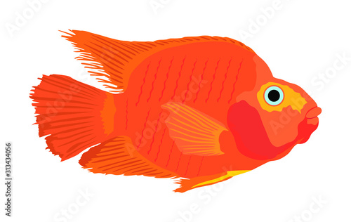 Red parrot fish vector illustration isolated on white background. Aquarium fish, exotic under water world. Coral reef Pisces. Blood parrot.