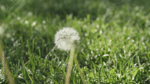 A moving shot of a dandelion in a field of grass. photo