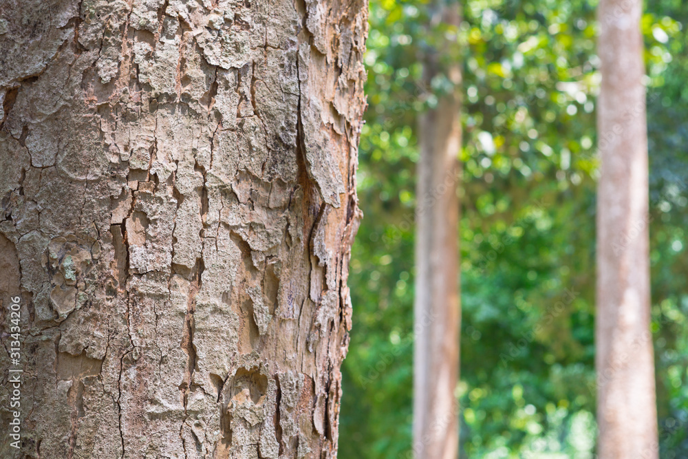 tree in the forest with blurred background tree in the forest with blurred background