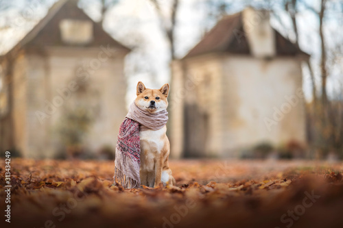 Принти на полотні shibainu avec une écharpe