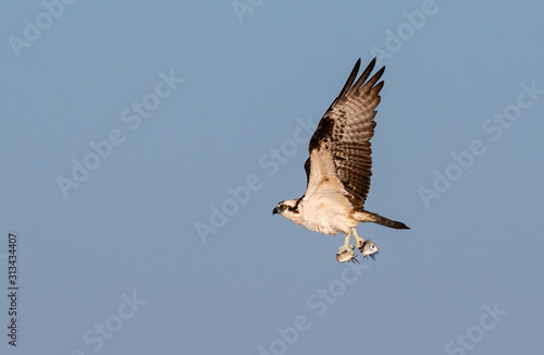 Osprey  Pandion haliaetus  flying with two caught fishes  Galveston  Texas  USA