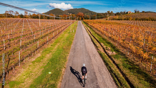 Cyclist on road bike. Vineyard in autumn view from drone.