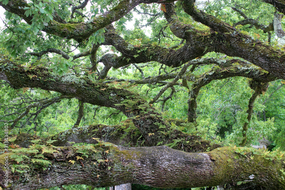 huge moss-covered branches of centuries-old trees. Park in Poltugal. Sintra city.