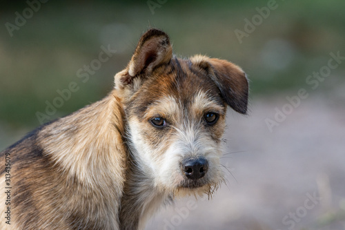 Stray dog standing for photo