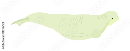 Beluga whale vector illustration isolated on white background. White whale symbol. Polar dolphin. Delphinapterus leucas. 