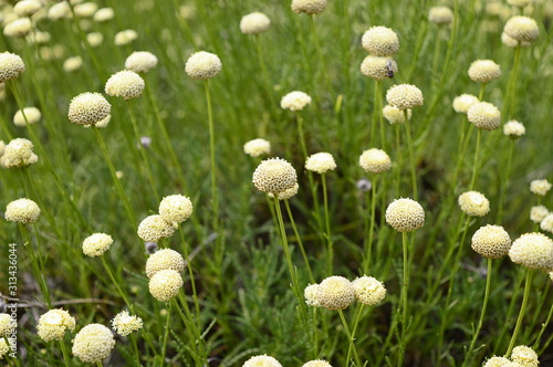 Closeup Santolina rosmarinifolia known as holy flax with blurred background in summer garden