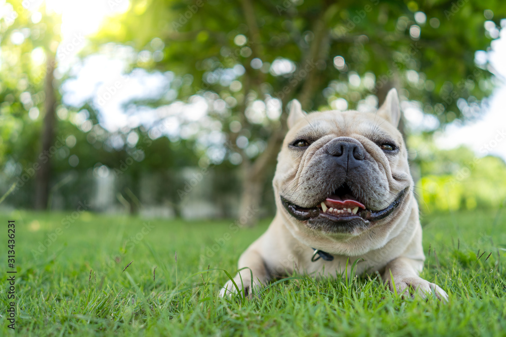 Obraz premium Cute french bulldog lying on grass in park.