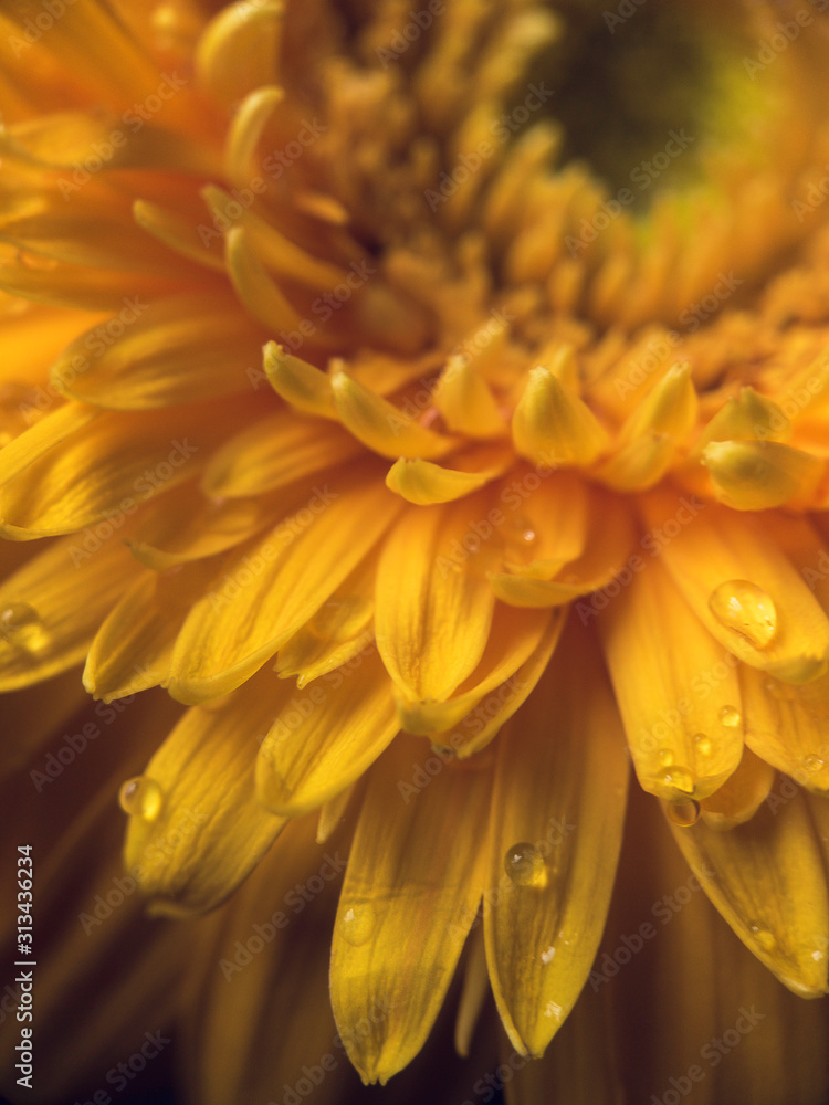 close up of yellow chrysanthemum flower close up of yellow chrysanthemum flower