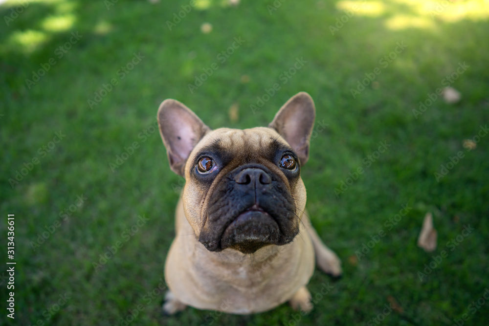 Cute french bulldog lying on grass in park.