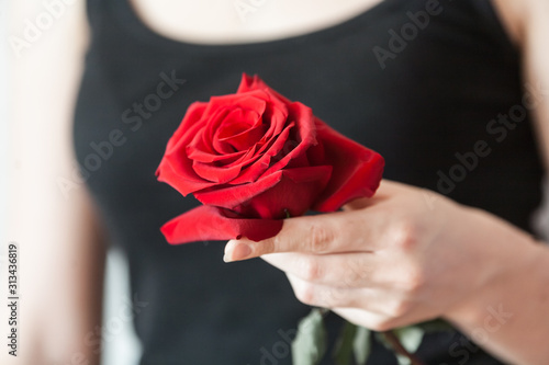 Woman Hands tenderly holding big red rose on black shirt background