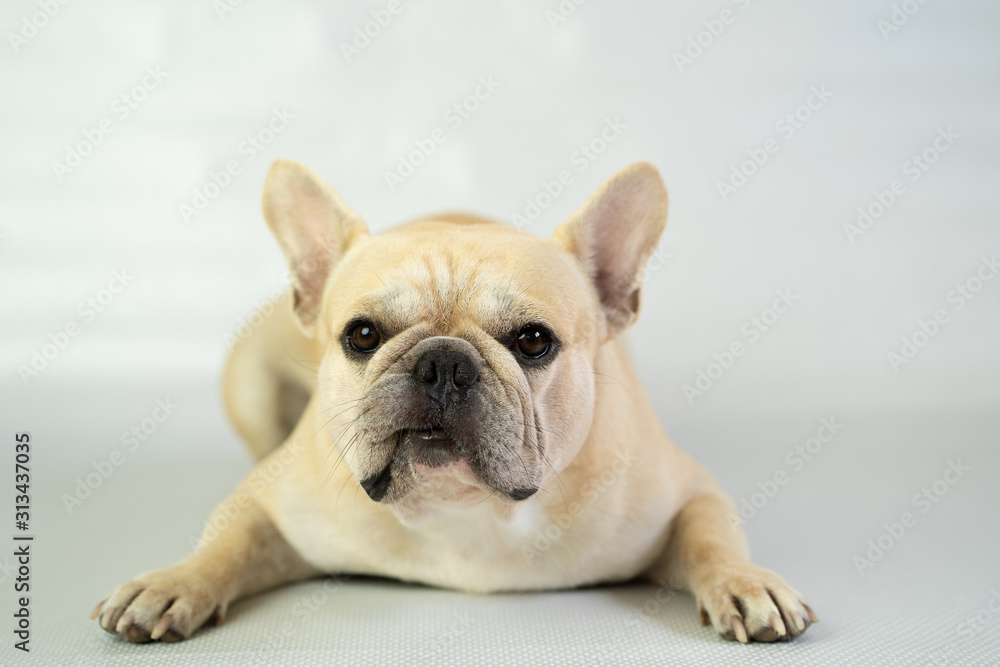 Cute looking french lying on floor indoor.