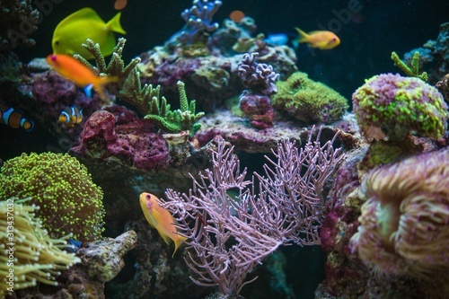 Foto Tropical Fishes Hobby