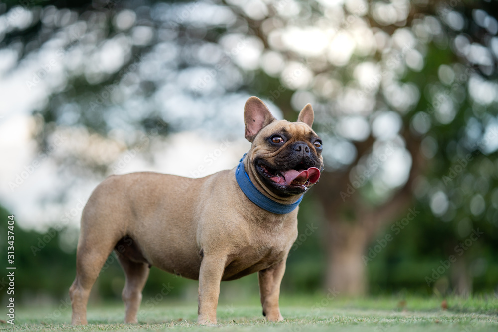 Cute french bulldog standing at park. Cute french bulldog standing at park.