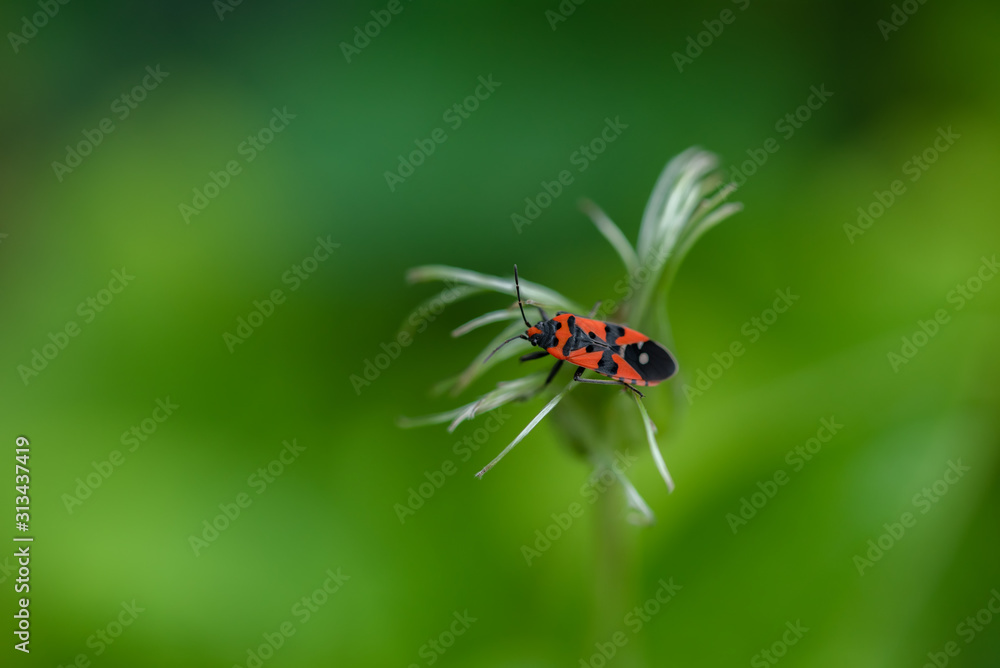 A firebug Pyrrhocoris apterus sits on a flower A firebug Pyrrhocoris apterus sits on a flower