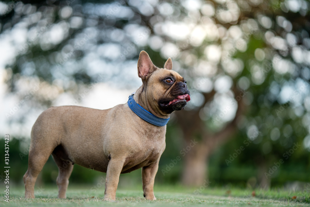 Cute french bulldog standing at park.