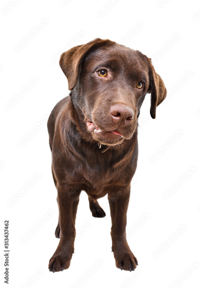 Curious cute Labrador puppy standing isolated on a white background