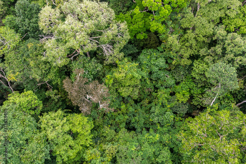 Floresta Amazônica, Arvores na reserva florestal, uma floresta primária na zona leste da cidade de Manaus, Estado do Amazonas, Brasil.. Dezembro/2019