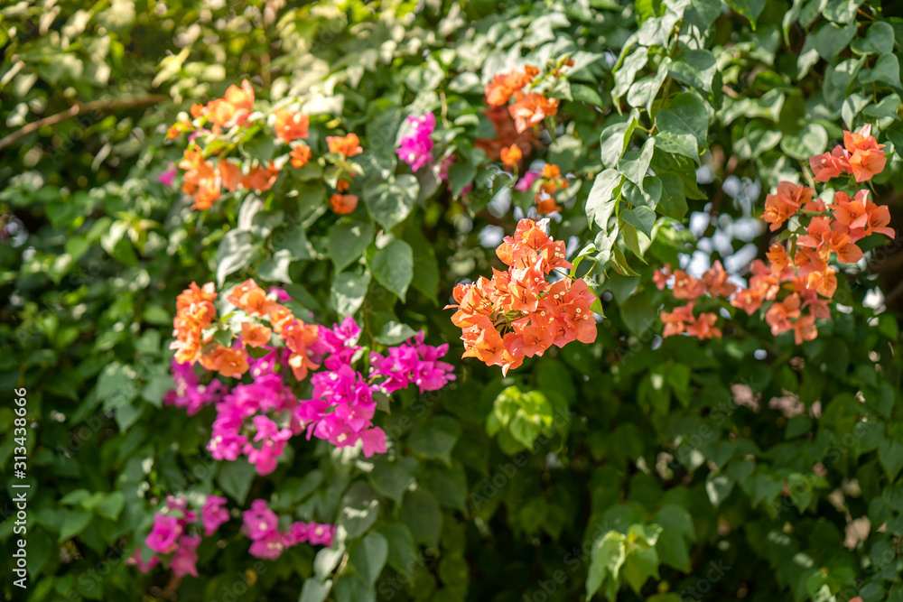 Beautiful Bougainvillea in the garden.